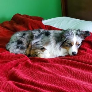 Meet your Posher, Callie